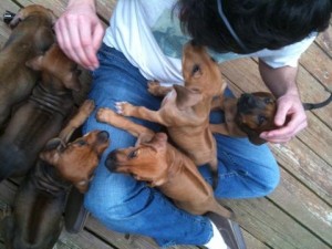 jasperpuppies!
