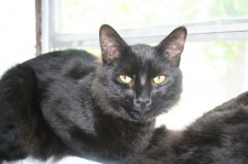 black cat