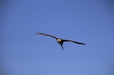 flying bird