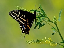 butterfly1371356693f0d9w