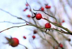 buds on the branches