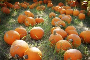 thanksgiving pumpkins